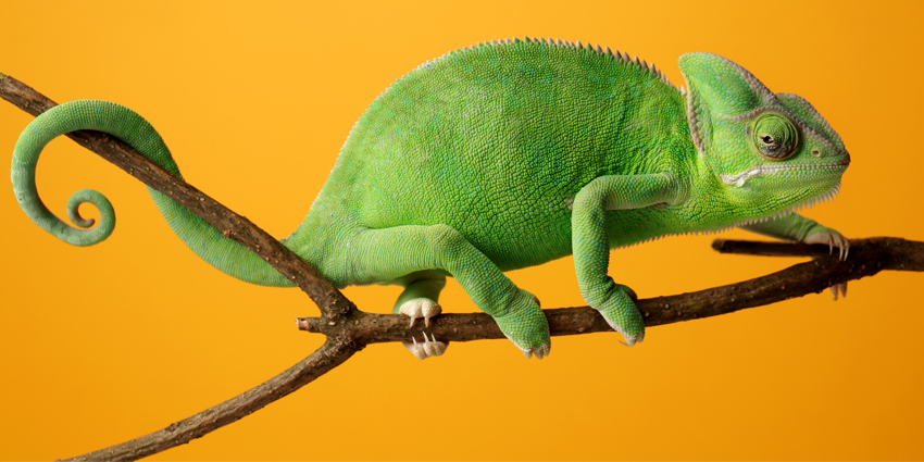 Cute green chameleon on branch against color background