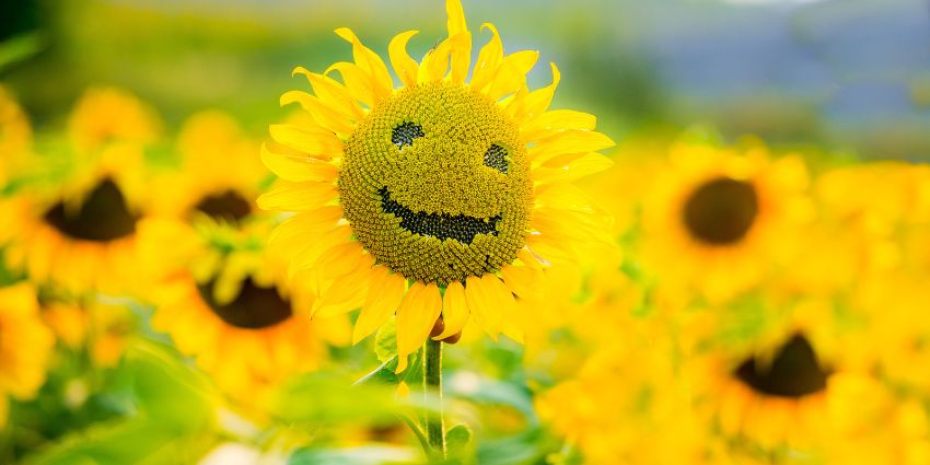 Sunshine Service Embracing Positivity in Customer Interactions - CX Today News