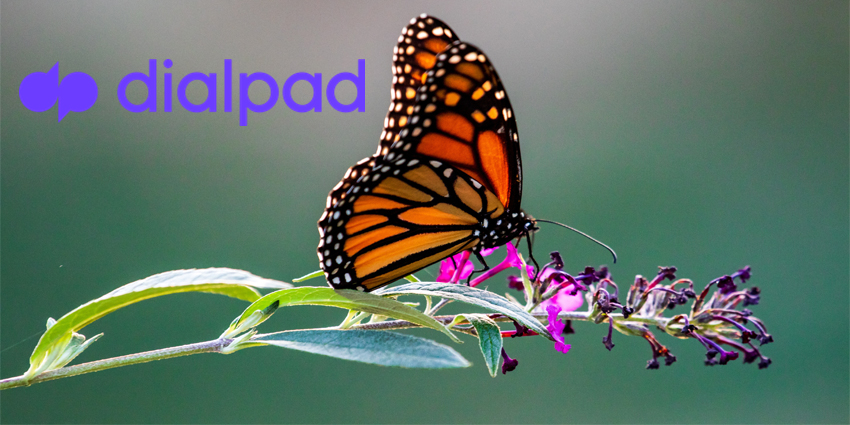 butterfly on flower